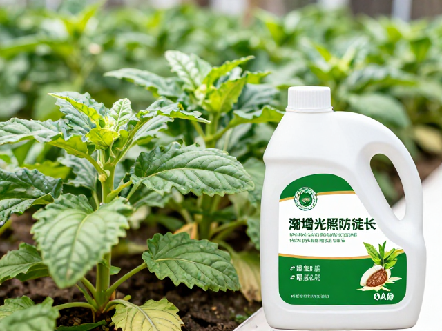 光照管理与防徒长调控策略