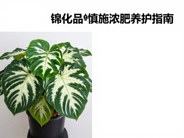 光照管理与形态维持