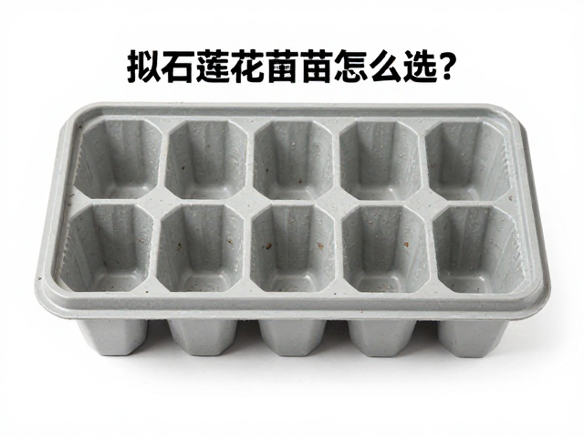 拟石莲花育苗盒怎么选？排水强防烂根，育苗盘使用全攻略