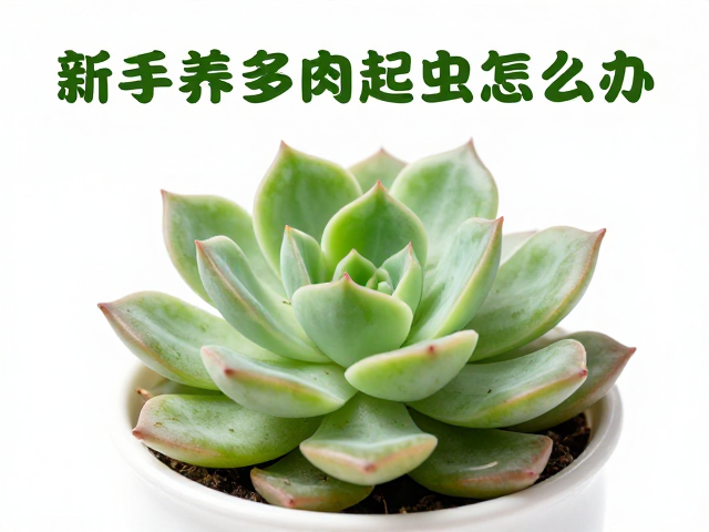 新手养多肉起虫怎么办？播种繁殖与每天晒多久光照指南
