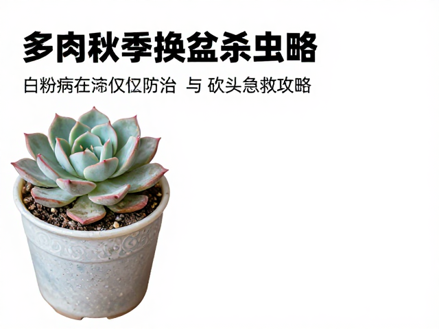 严重白粉病的化学防治方案