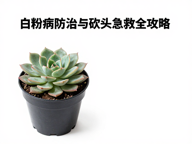 砍头后的养护与复壮周期