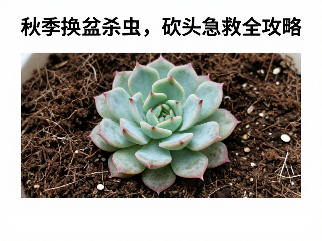 土壤配置与杀虫预防机制
