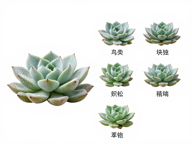 栽培环境对表皮覆粉的影响与维持