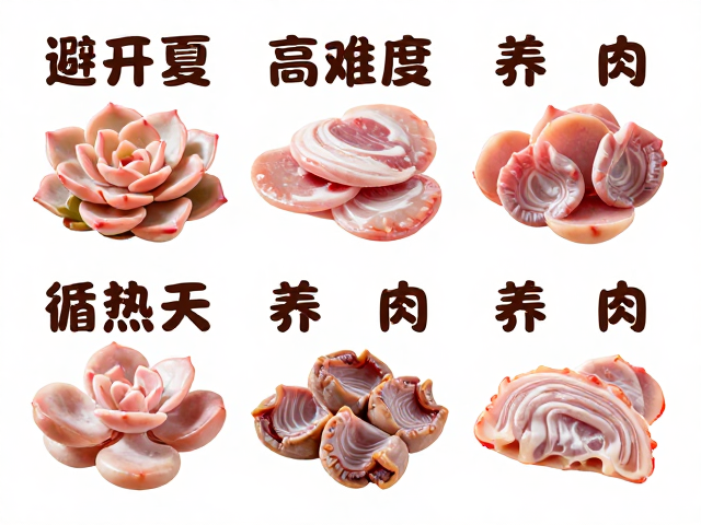 避开夏季高难度品种，循序渐进养肉，闷热天气下的完美规划