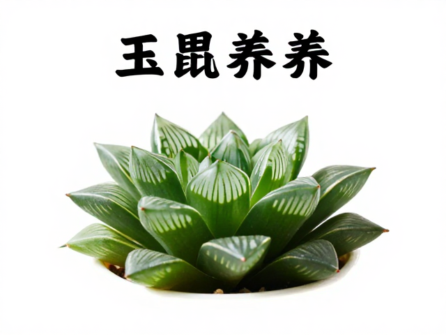 玉露的形态特征与品种辨析
