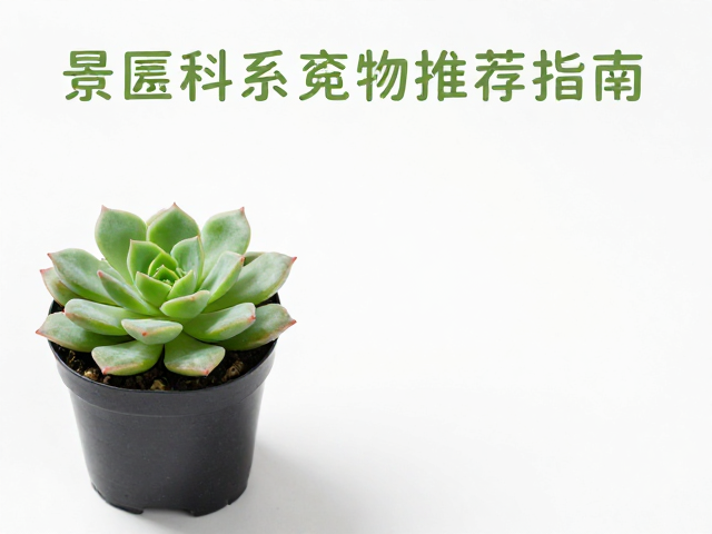 高成功率叶插品种推荐：景天科系