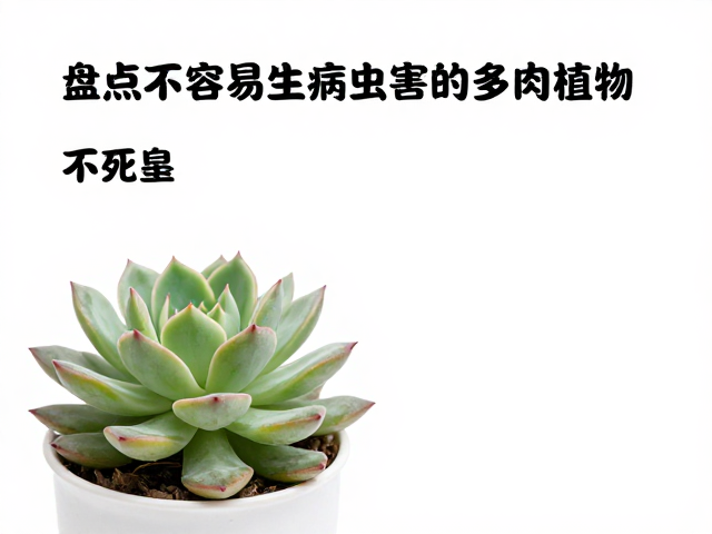 不死鸟的生长特性与抗逆优势