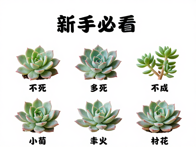 其他高抗病虫害的多肉品种推荐
