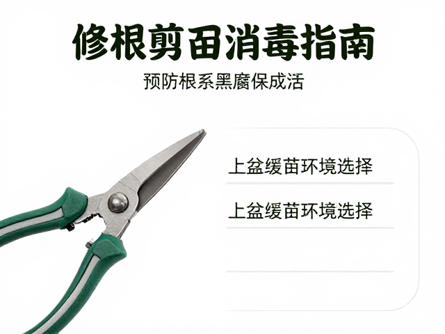 修根剪刀消毒指南，上盆缓苗环境选择，预防根系黑腐保成活