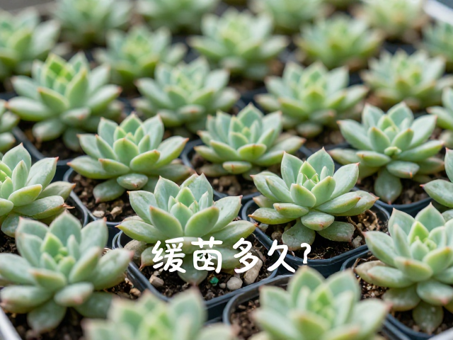 多肉缓苗期多久？密闭环境易黑腐，加珍珠岩保疏松度