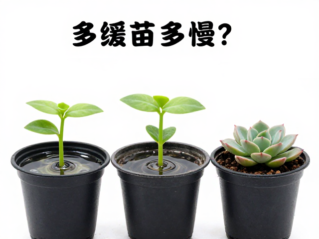 底叶化水:缓苗期的常见现象与应对