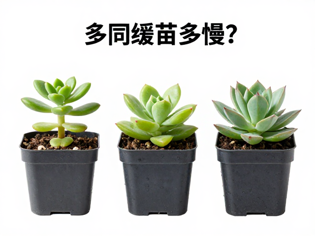 不同科属的恢复速度差异