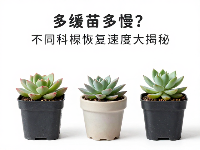 多肉缓苗多慢？透气花盆，底叶化水，不同科属恢复速度大揭秘