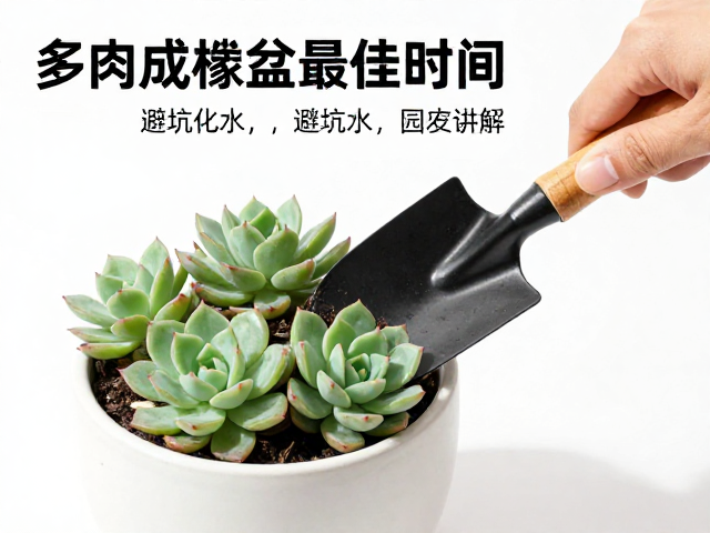 多肉成株换盆的最佳时间窗口与环境选择