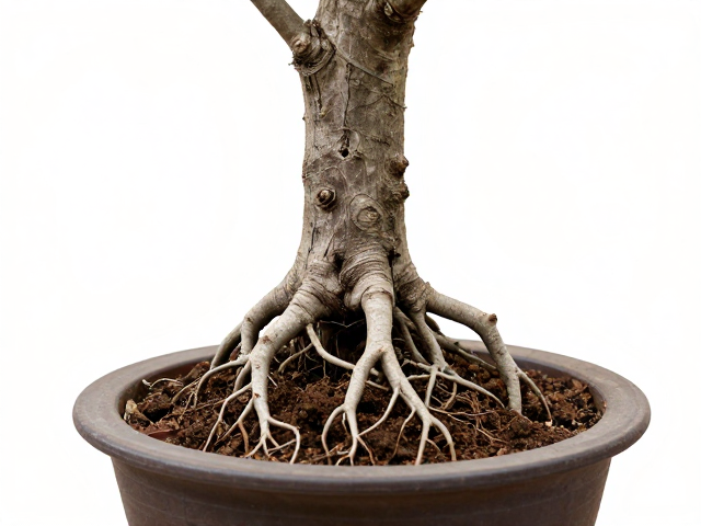 上盆定植与后期养护要点