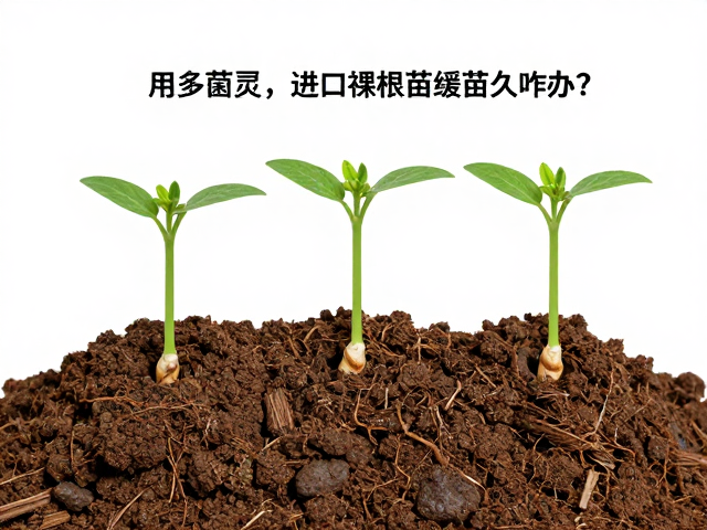 盆土盐碱中毒僵苗？换土用多菌灵，进口裸根苗缓苗久咋办？