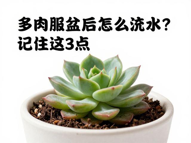 多肉服盆后怎么浇水？梅雨季防黑腐干瘪，记住这3点