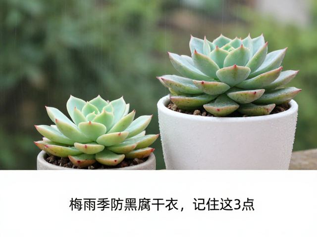 强化环境调控，建立长效防黑腐机制