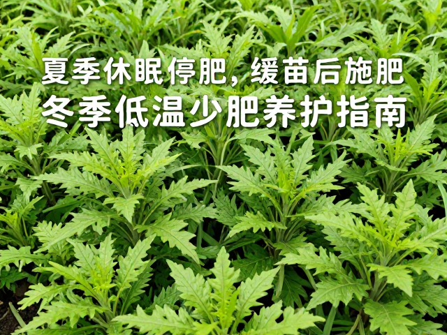 夏季休眠停肥、缓苗后施肥，冬季低温少肥养护指南