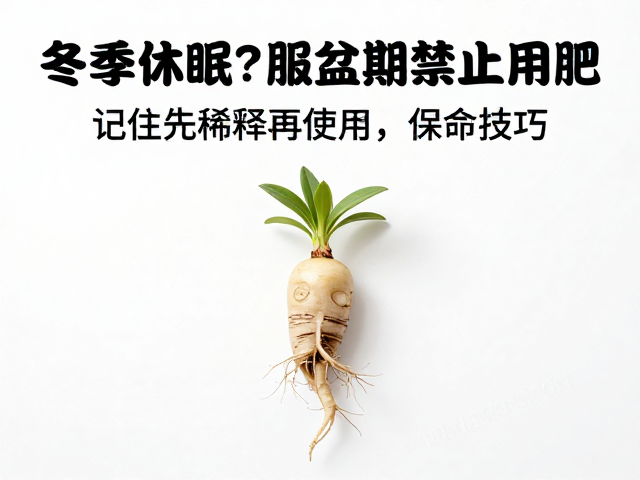 冬季休眠严禁施肥？服盆期禁止用肥！记住先稀释再使用，保命技巧
