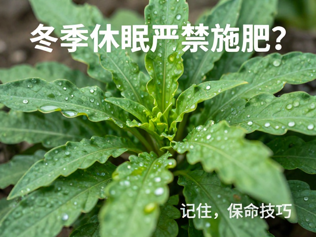 观察植物反应与应急处理