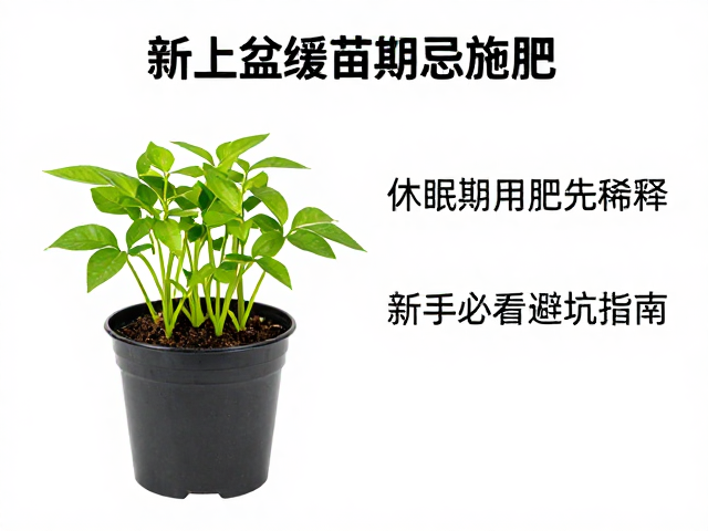 新上盆缓苗期忌施肥！休眠期用肥先稀释，新手必看避坑指南