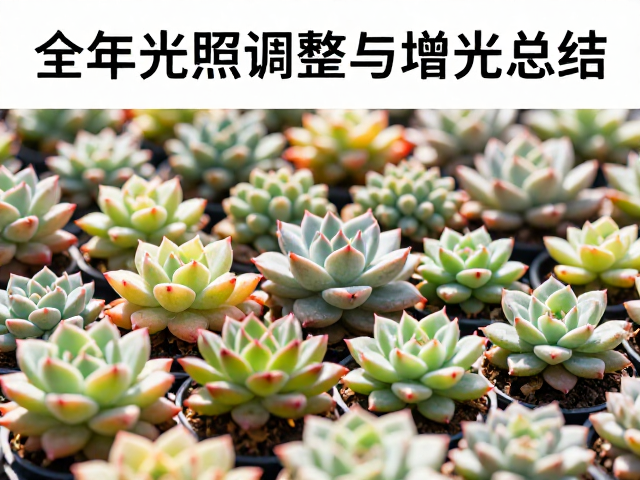 法师多肉冬季光照管理的核心逻辑