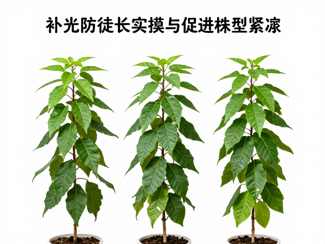 光照强度的科学量化与植物响应机制