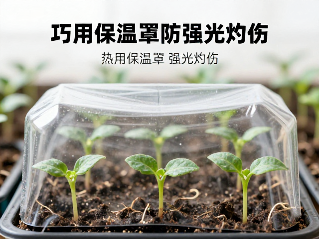 幼苗弱光适应指南，循序渐进炼苗，巧用保温罩防强光灼伤