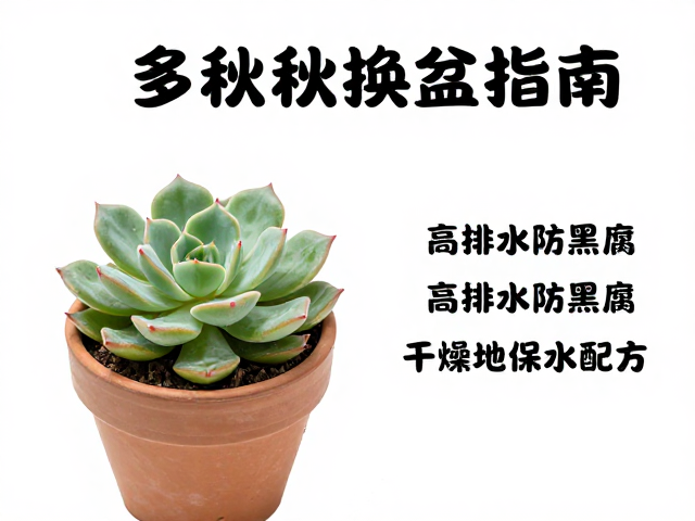 多肉春秋换盆指南，高排水防黑腐，干燥地区保水配方