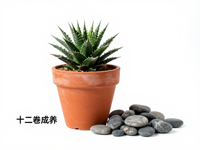 十二卷成株紫砂盆养护，选盆尺寸与铺面石搭配指南