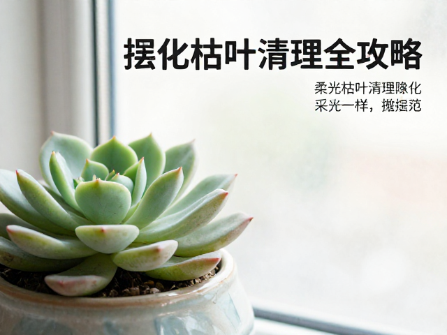 枯叶清理的时机与操作规范