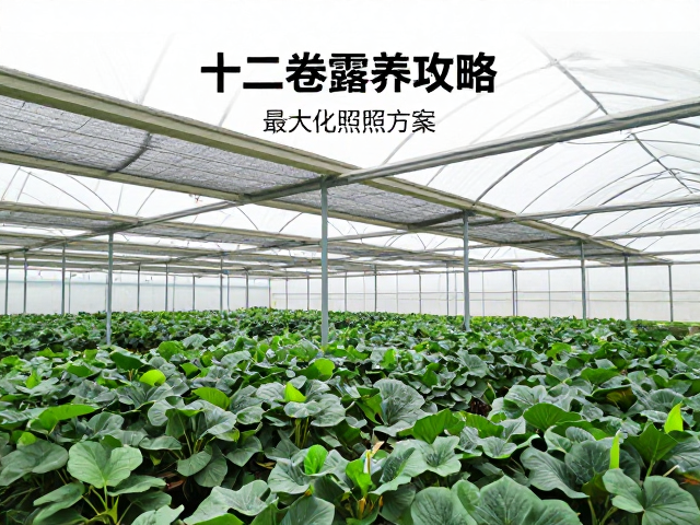遮阳系统的科学配置与光照强度控制