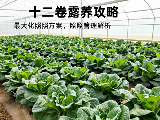 大棚十二卷露养攻略，最大化日照方案，光照管理全解析