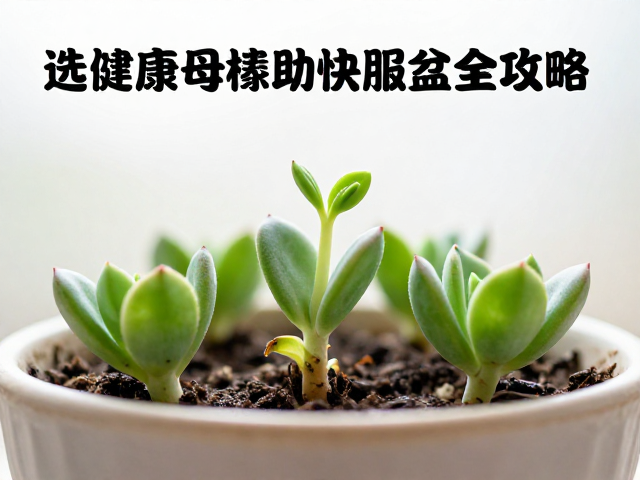 多肉叶插出芽后如何循序渐进补光？选健康母株助快服盆全攻略