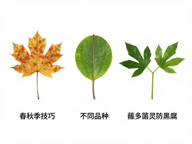 春秋季叶插技巧，不同品种成活率差异，建议蘸多菌灵防黑腐