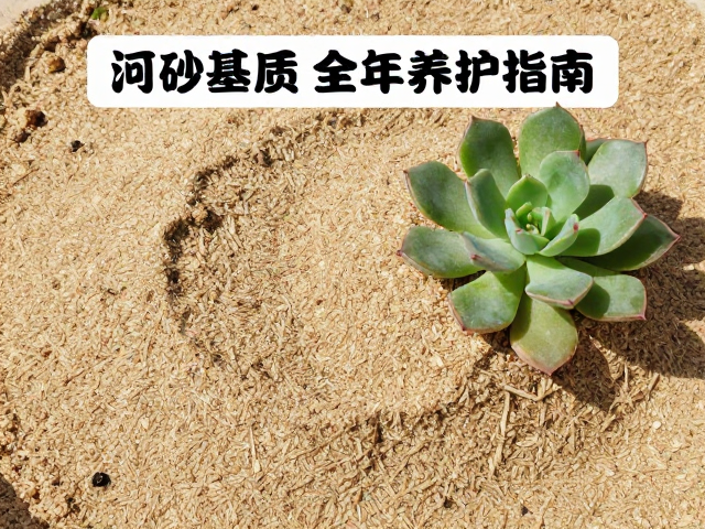 河沙基质的科学配比与预处理逻辑