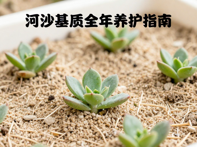 叶插初期的摆放环境与水分管理