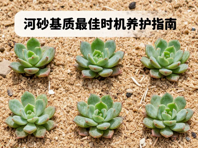 幼苗期的过渡养护与移栽时机