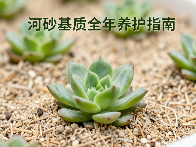 多肉叶插最佳时机，河沙基质全年养护指南