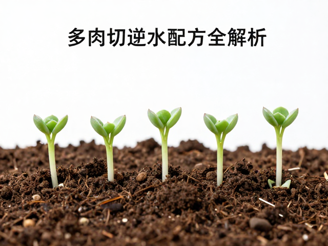扦插后的养护与环境控制