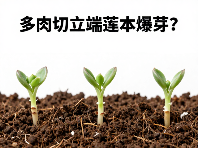 常见问题与应急处理