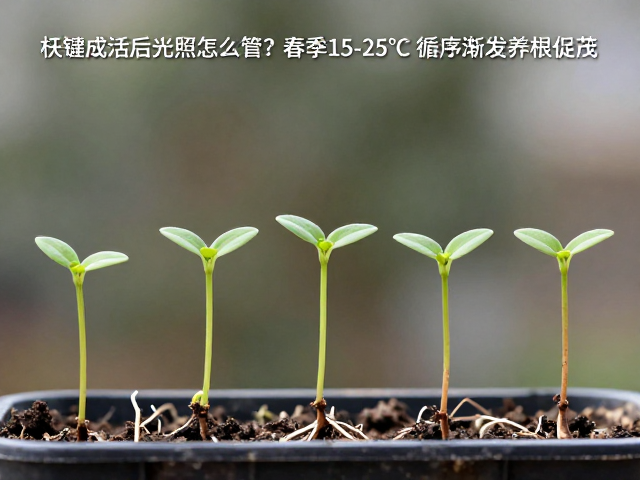 扦插成活后光照怎么管？春季15-25℃循序渐进养根促茂