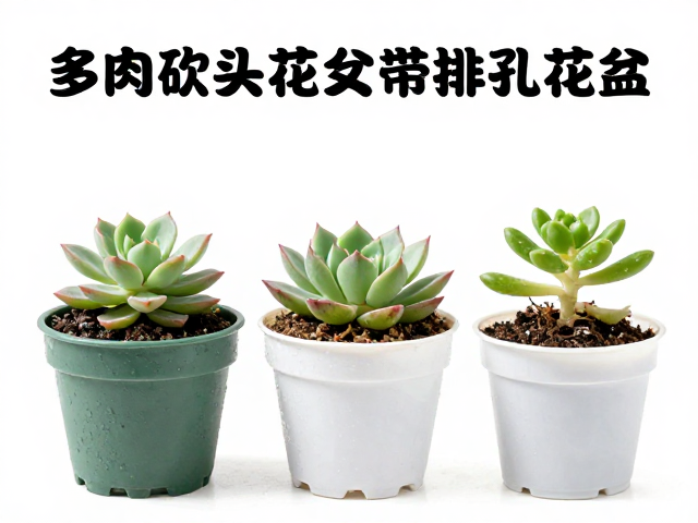 浇水策略与病害预防