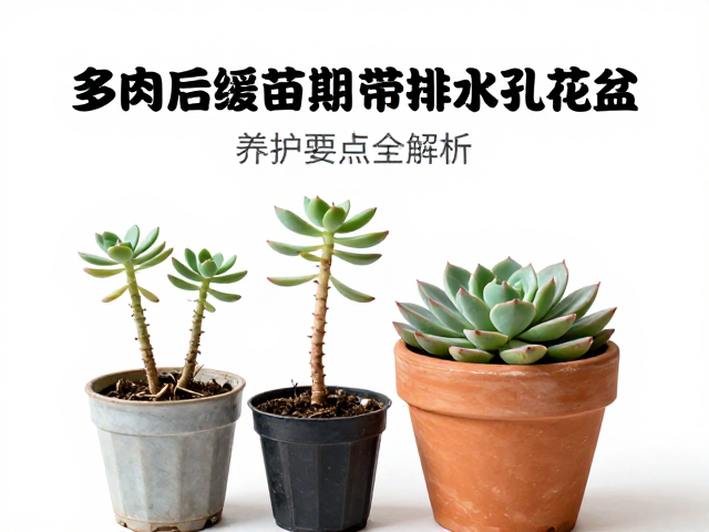 缓苗期的光照与温度管理