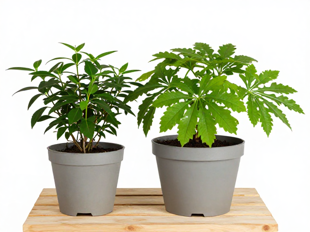 夏季高温强行分株？掌握上盆种植与分离子株关键操作，成活率翻倍
