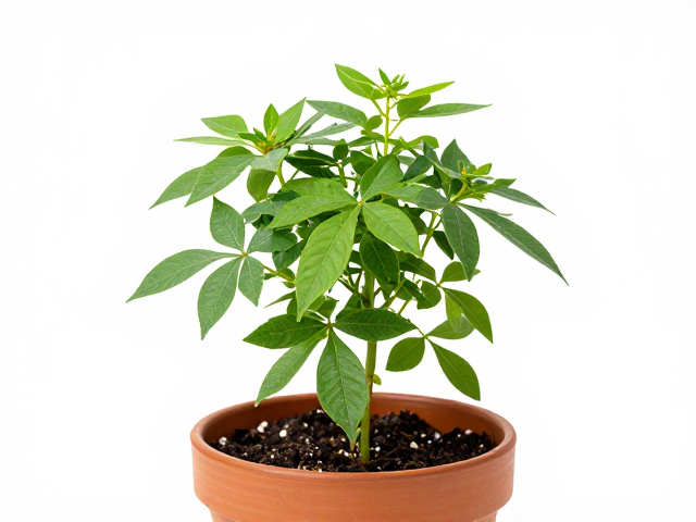 上盆定植与缓期管理的环境控制