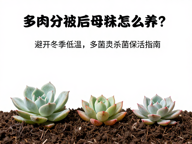 土壤选择与后期浇水法则