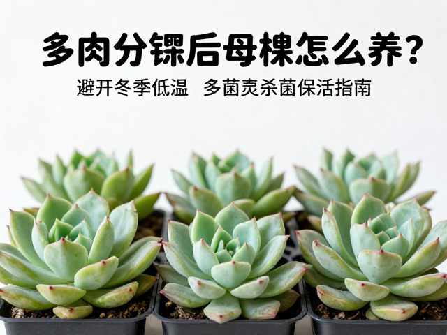 冬季低温下的环境调控策略